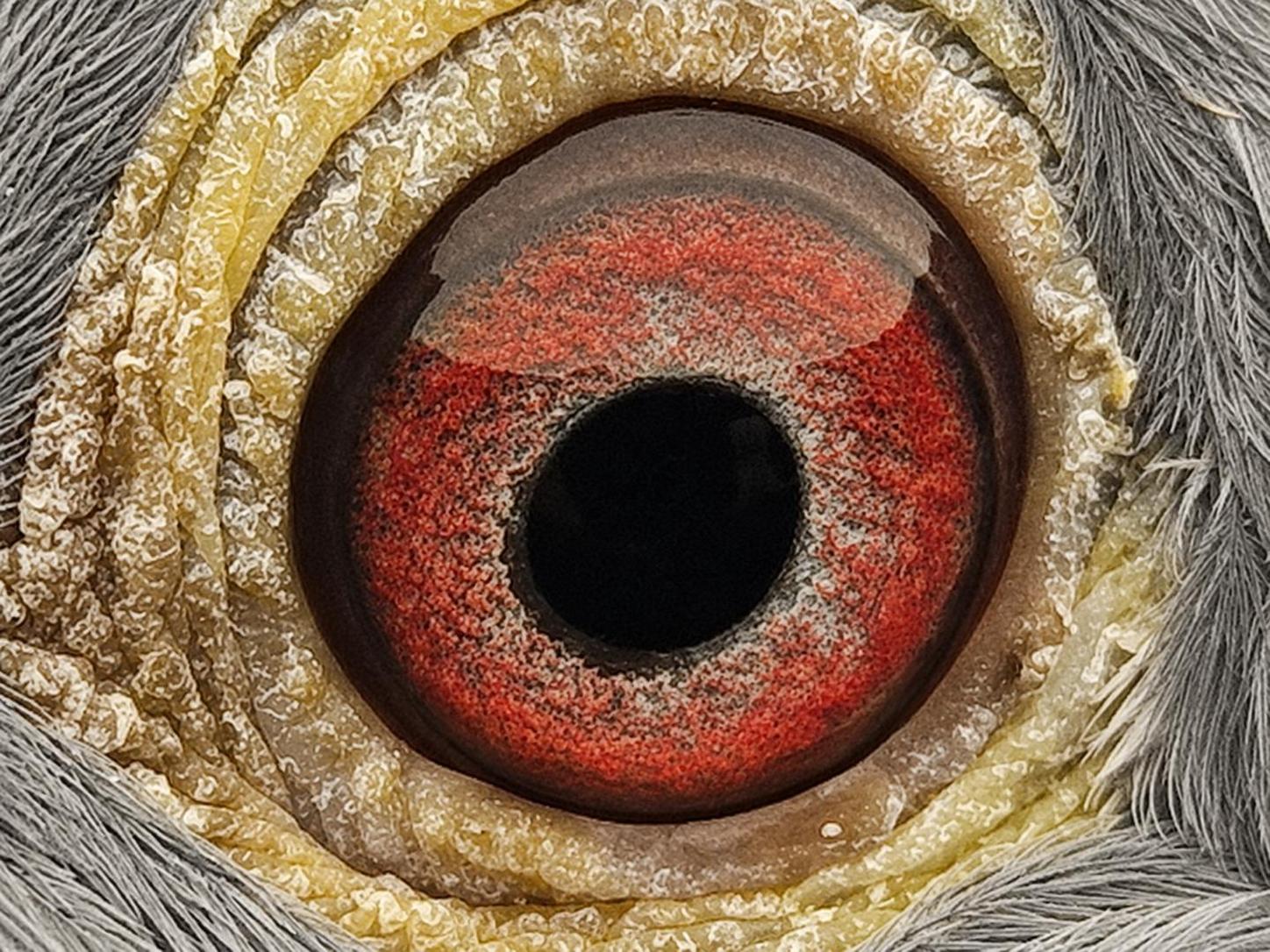 Pigeon eye